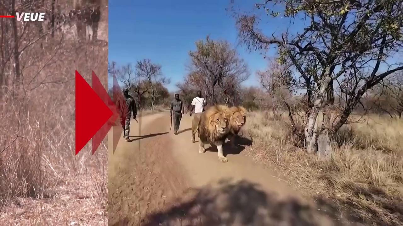 The Captive Big Cats in South Africa Have Found Themselves in Regulatory Limbo
