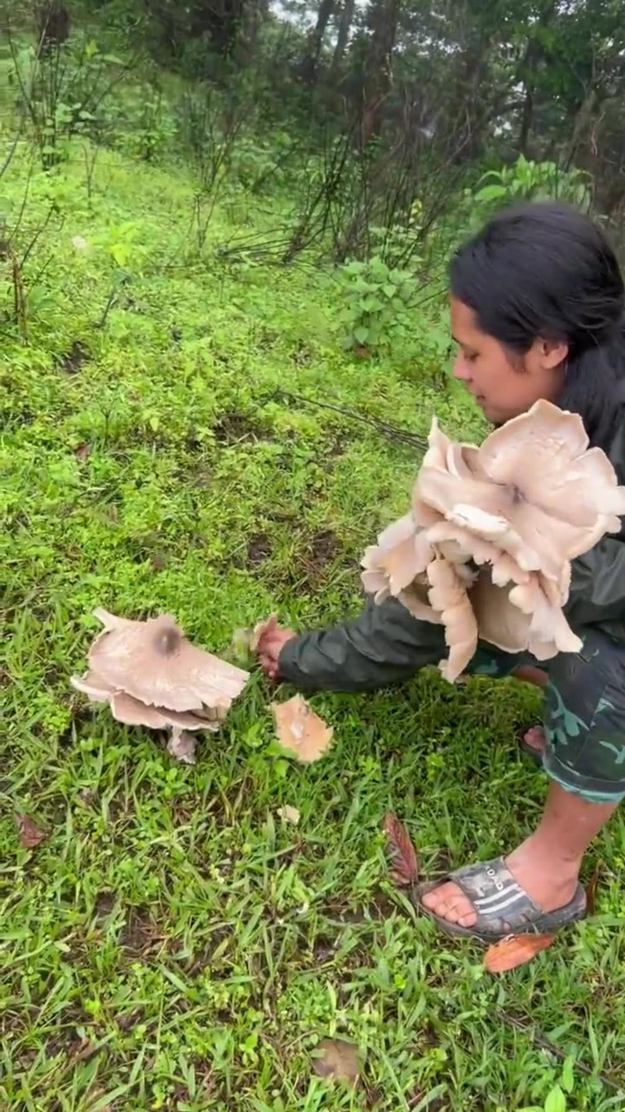 🍄🪖 Myanmar War | PDF Fighter Gathering Mushrooms in Zoland | RCF