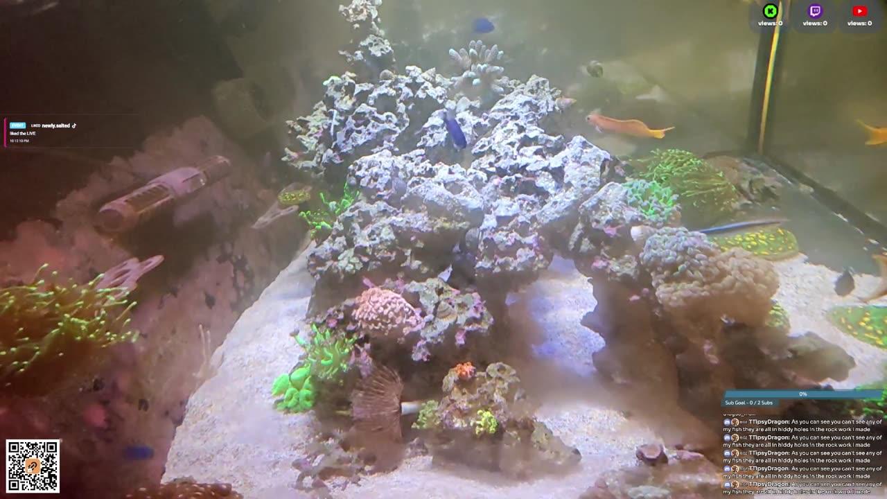 24/7 Real Live Reef Stream