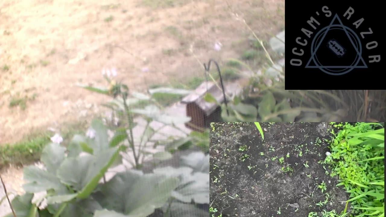 Butch the Sunflower