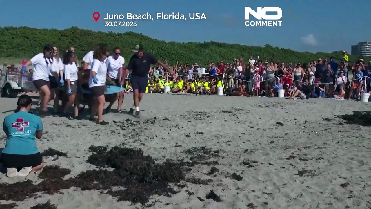 WATCH: 'Pennywise' the sea turtle released back into Atlantic
