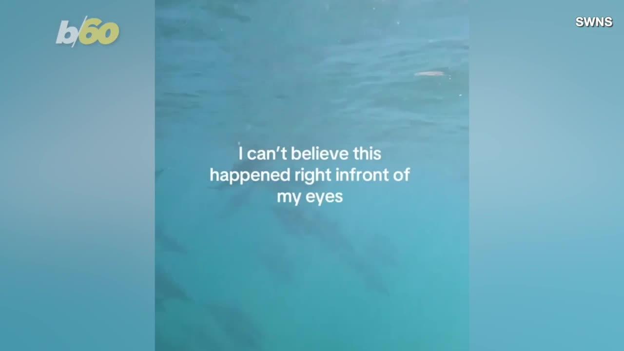 Check Out This Video of Dolphins Surrounding a Diver