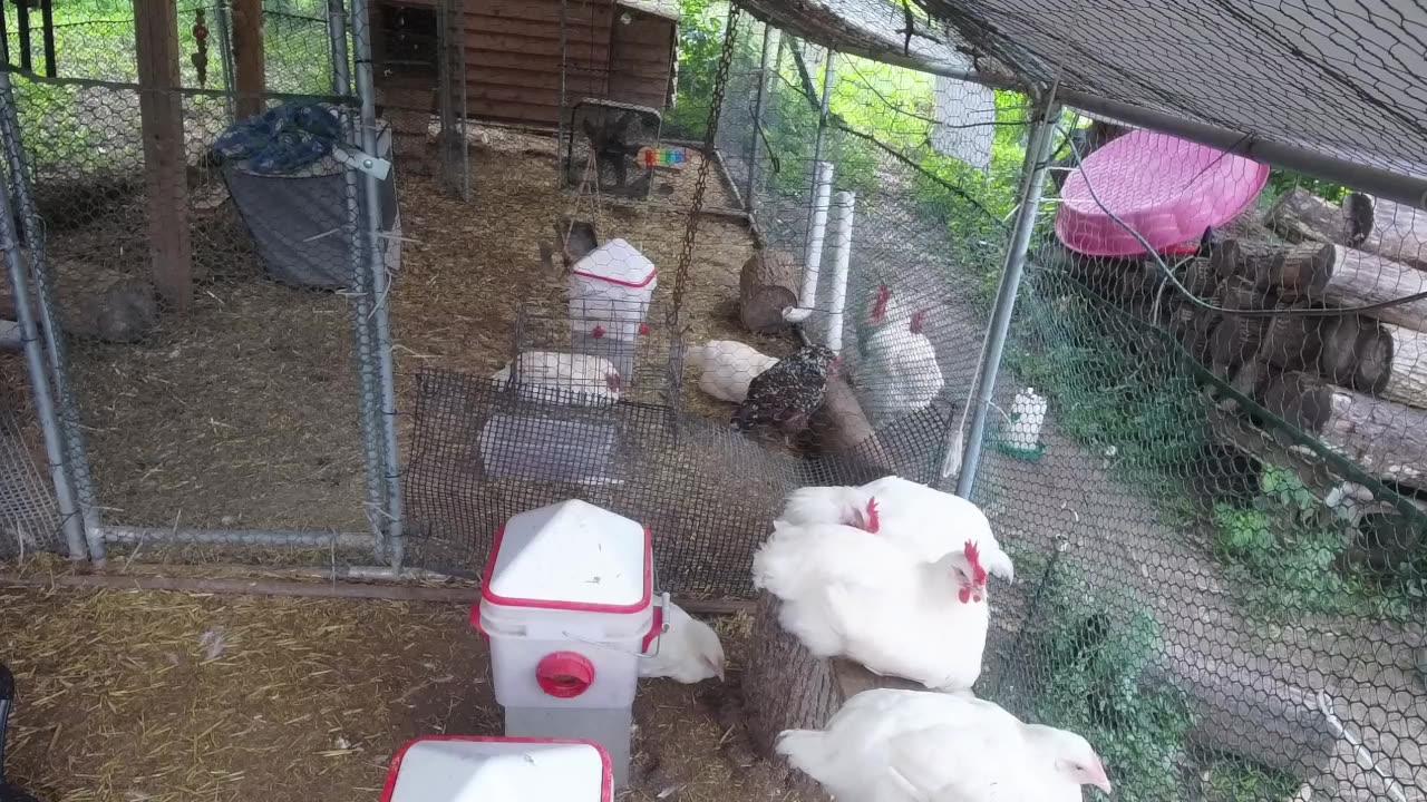 Chicken Live Stream