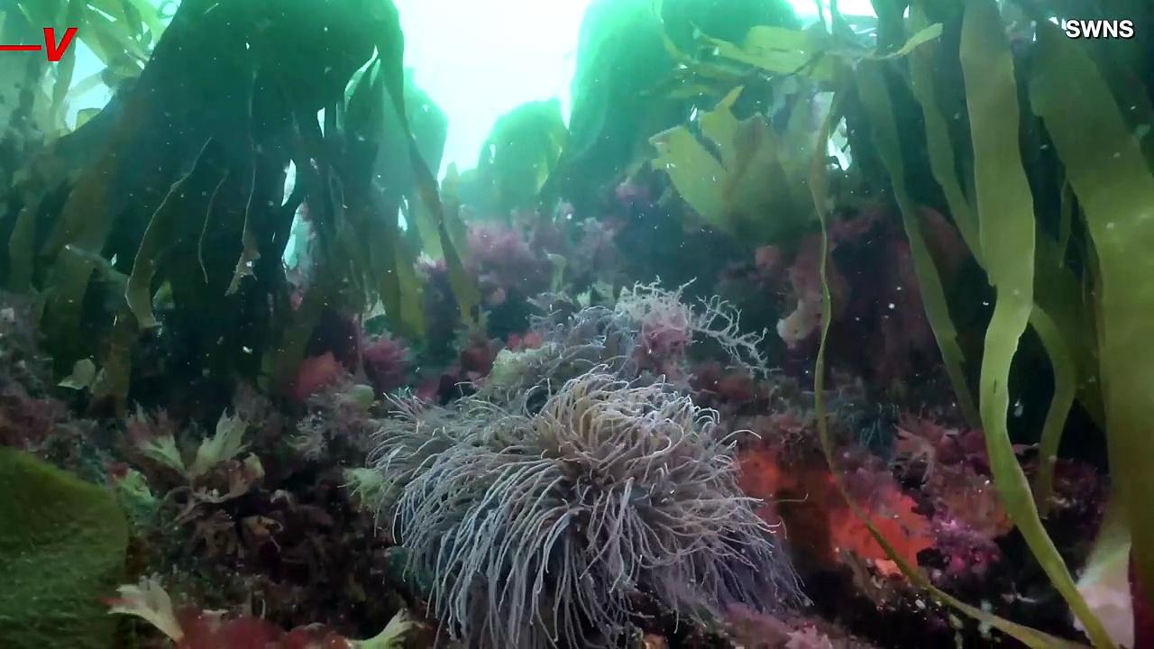 Check Out This 4,000-Year-Old Seaweed Bed Off the Coast of England