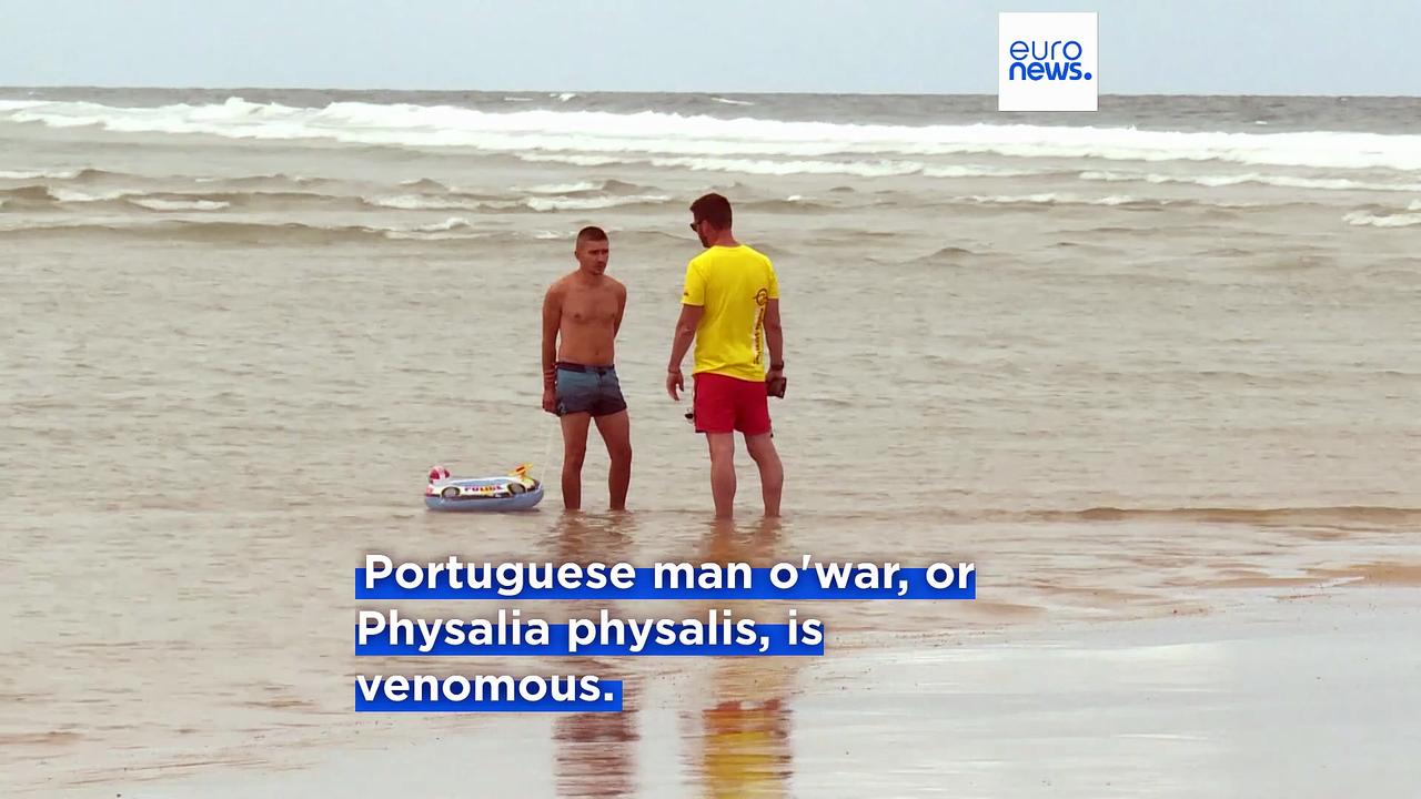 Several beaches in France close after sightings of venomous Portuguese man o'war