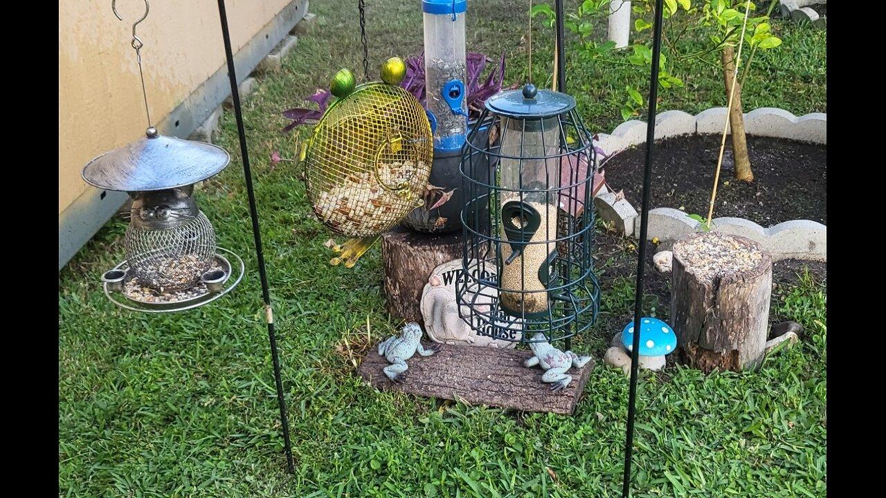 Florida Bird Bath / Feeder SWFL Live Camera HD