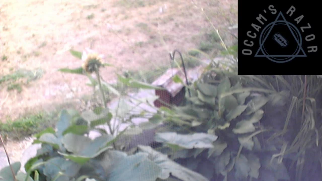 Butch the Sunflower
