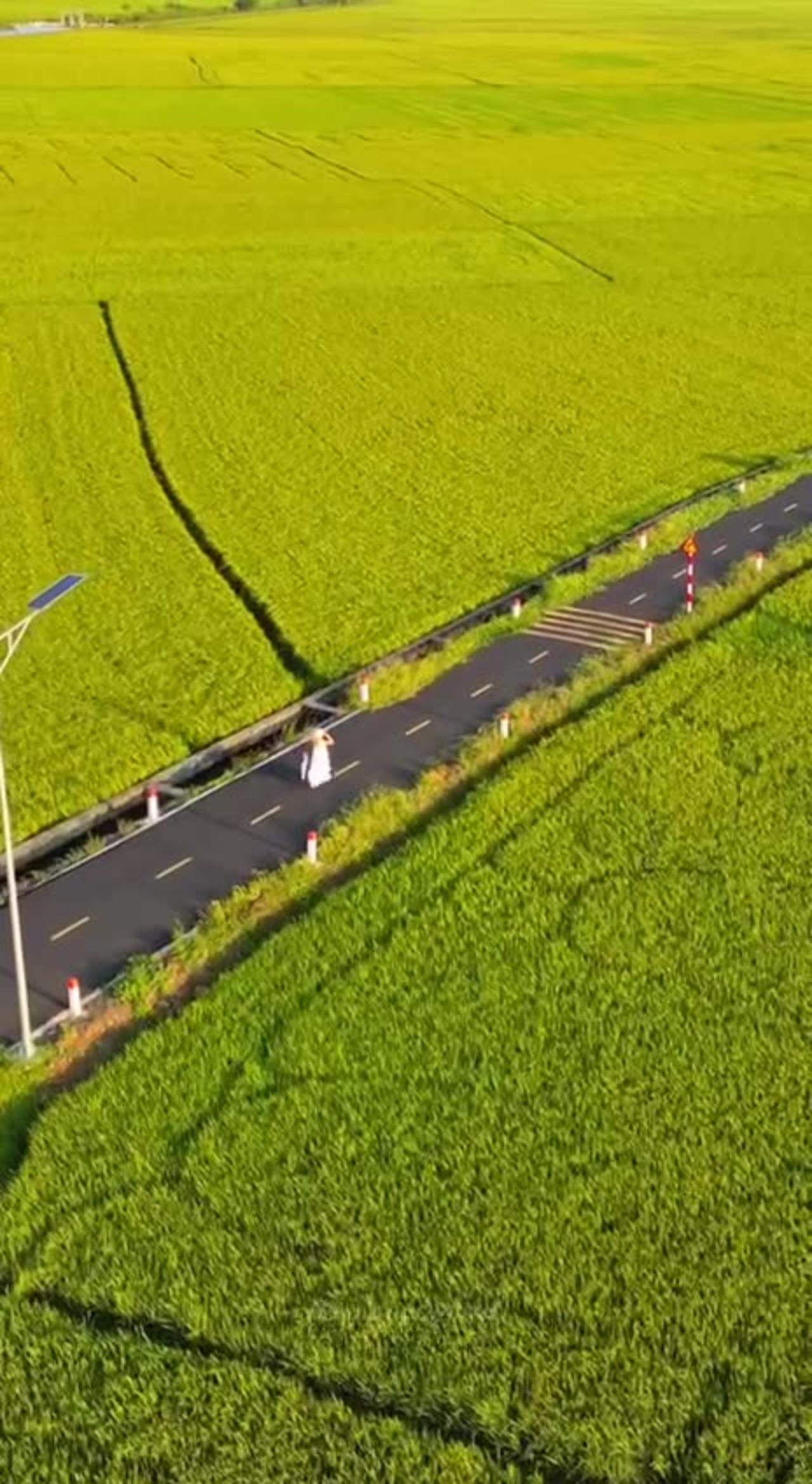 Green rice fields