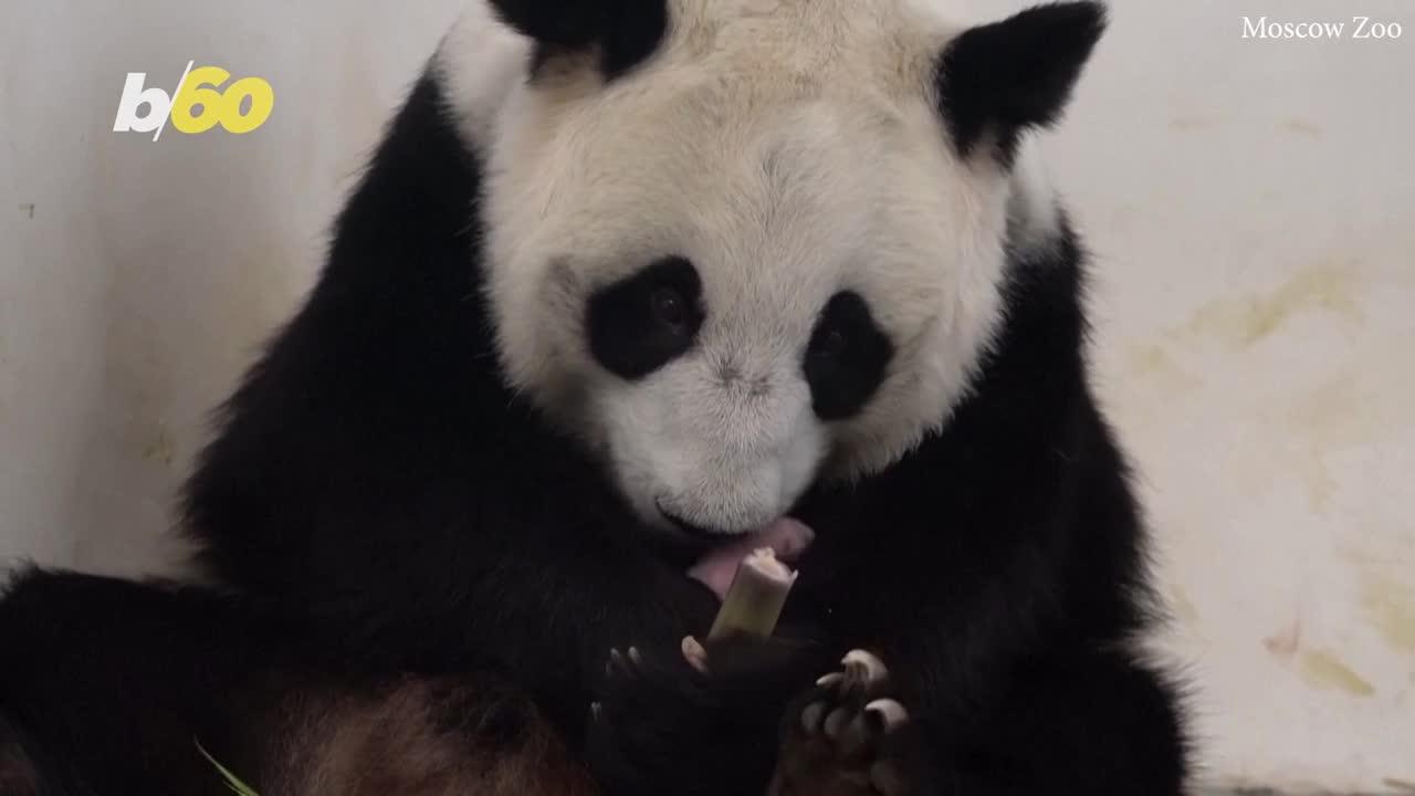 Good News! First Panda Cub Born in a Russian Zoo