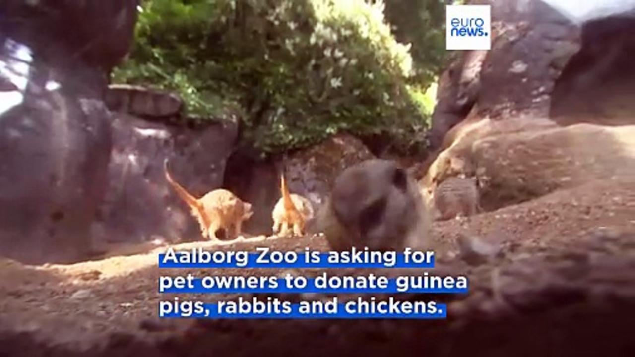 Danish zoo asks people to donate small animals to feed its predators