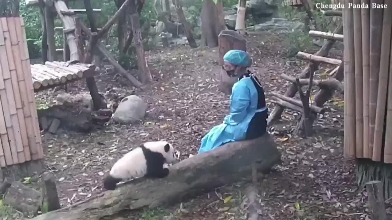 Check Out This Amazing Moment Between a Panda Cub and Her Keeper