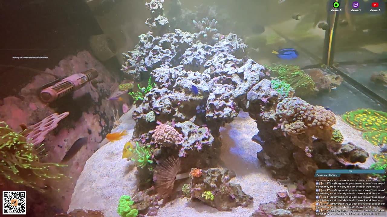 24/7 Real Live Reef Stream
