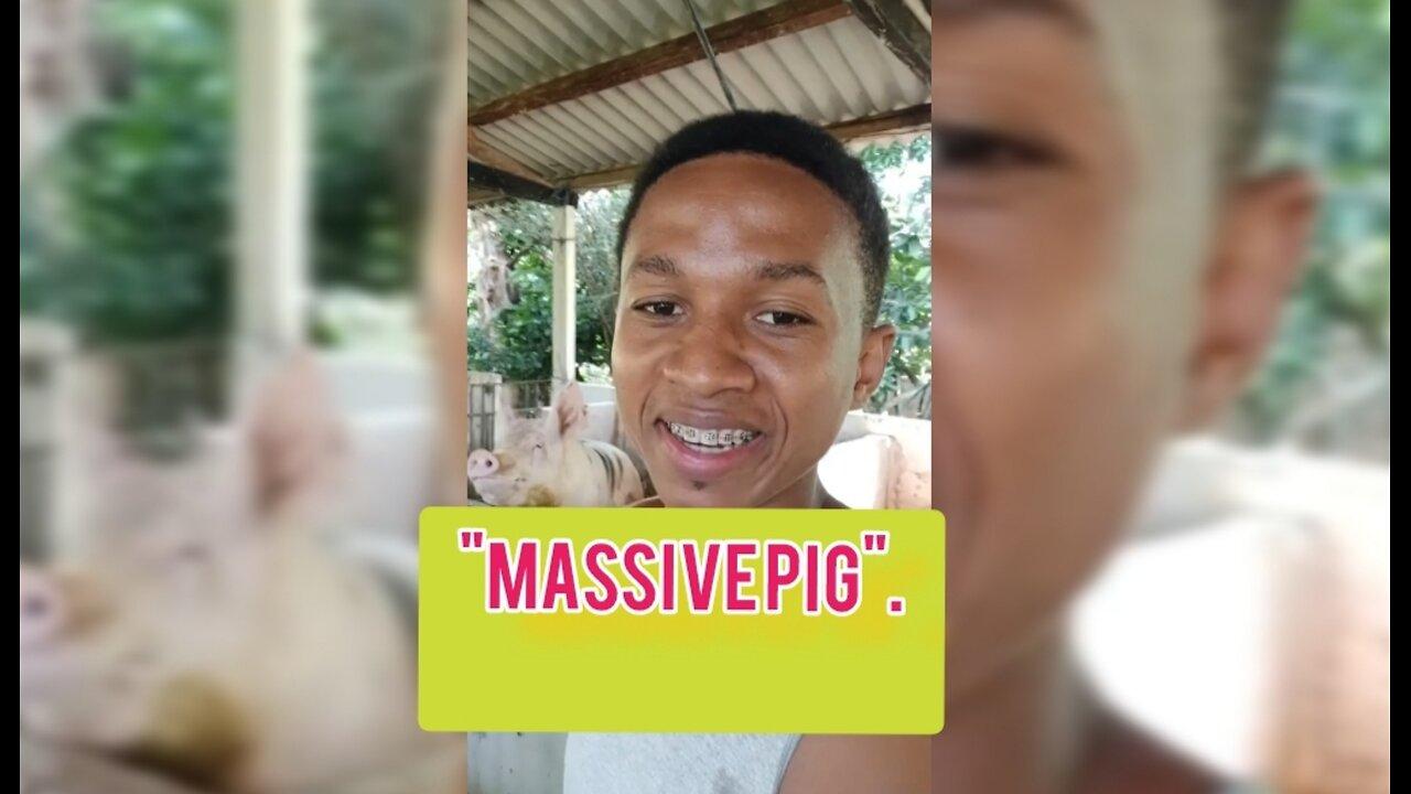 "massive pig"