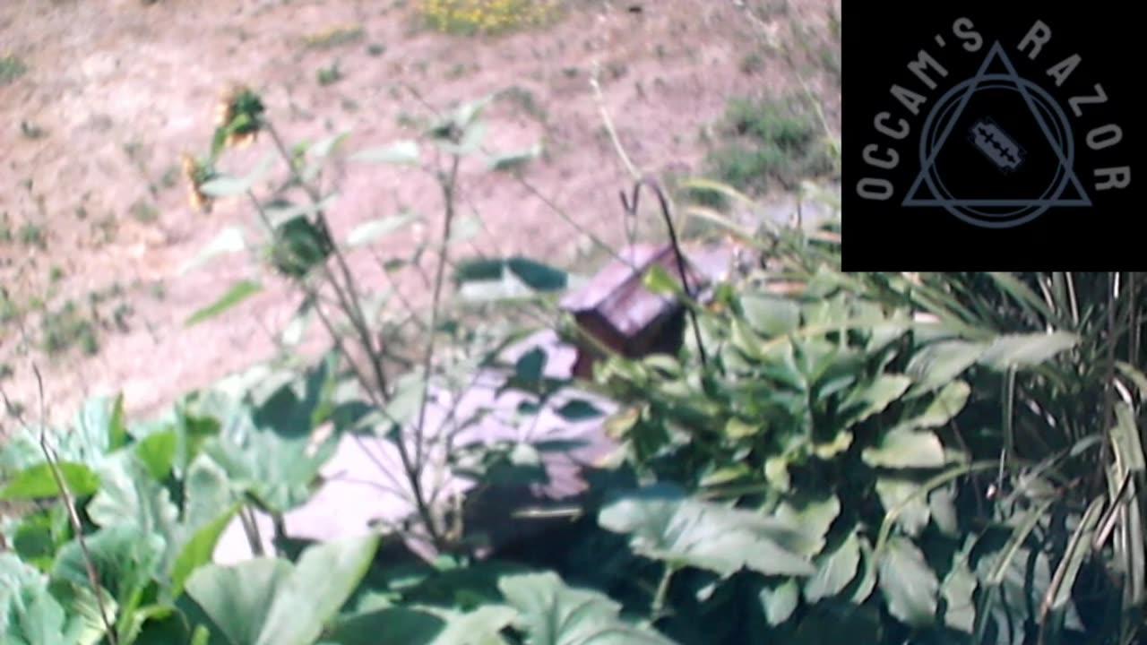 Butch the Sunflower