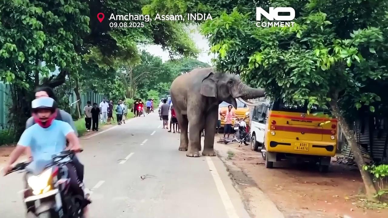 Injured elephant repeatedly visits Indian village for food and water