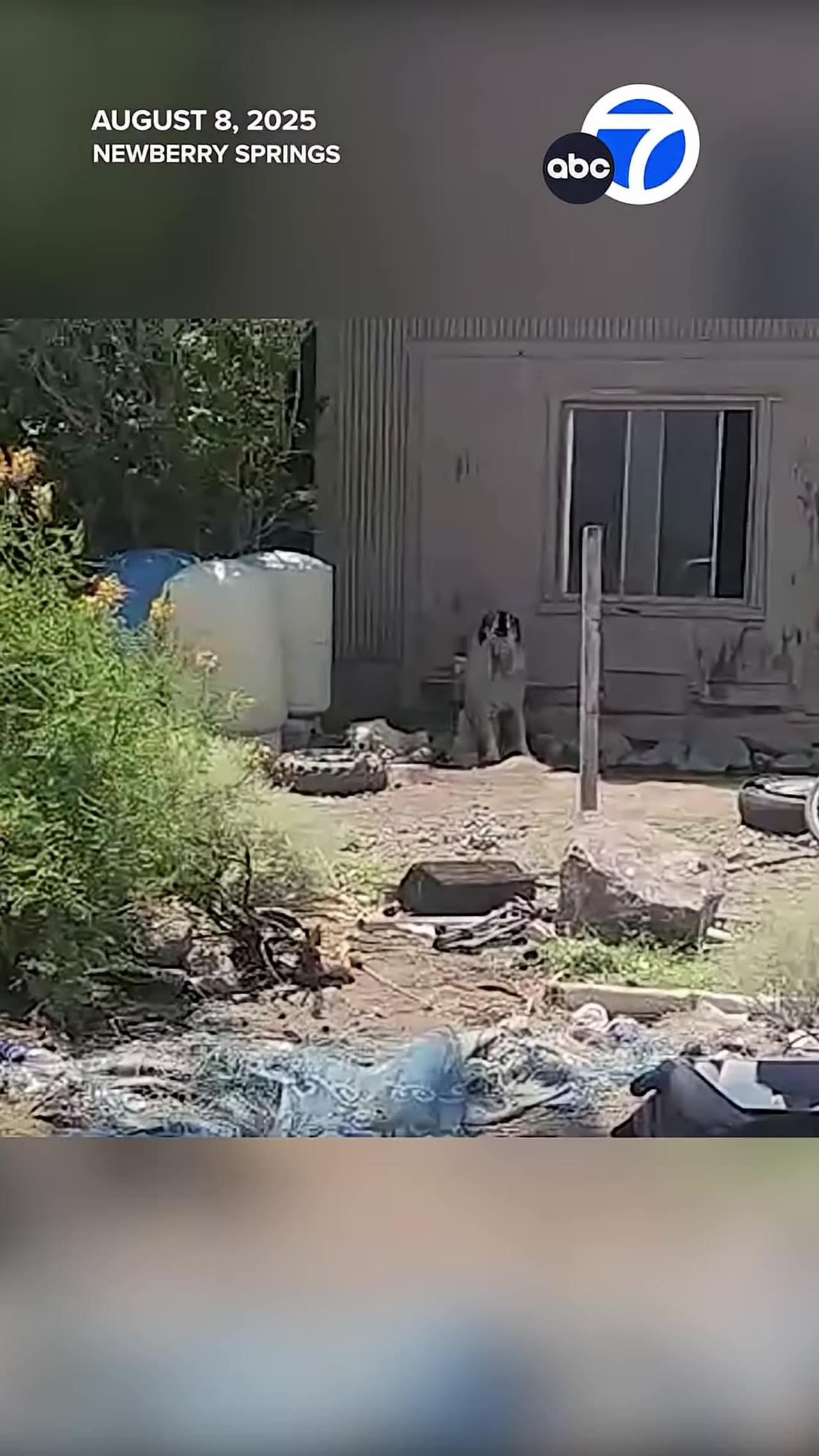 17-year-old girl mauled by pack of dogs