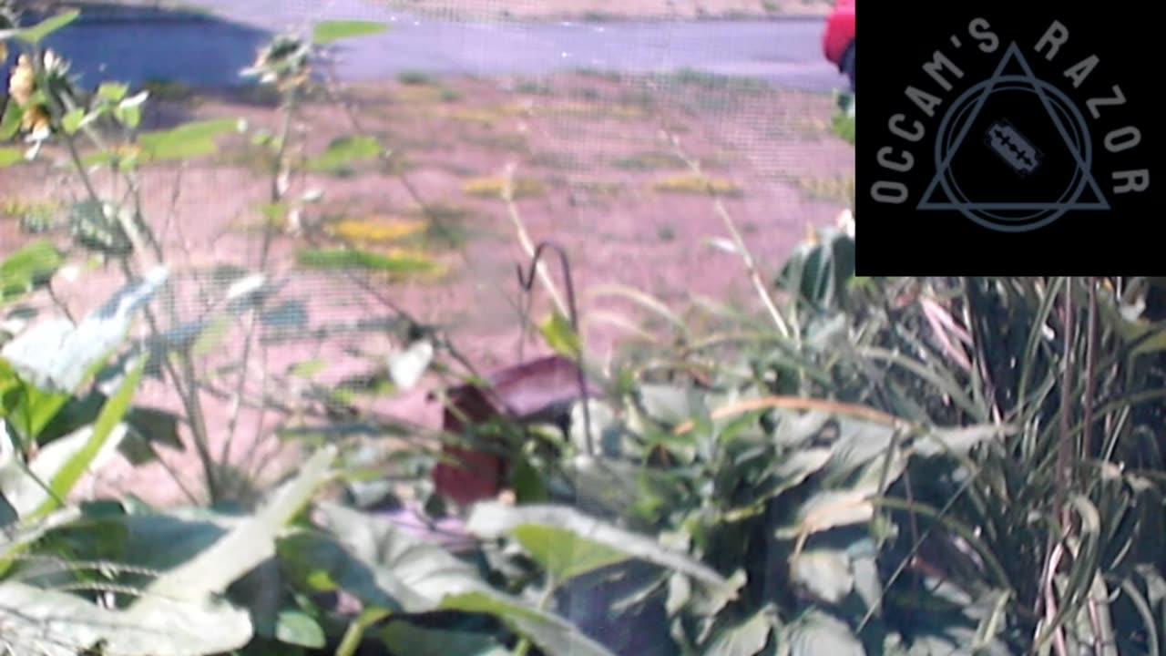 Butch the Sunflower