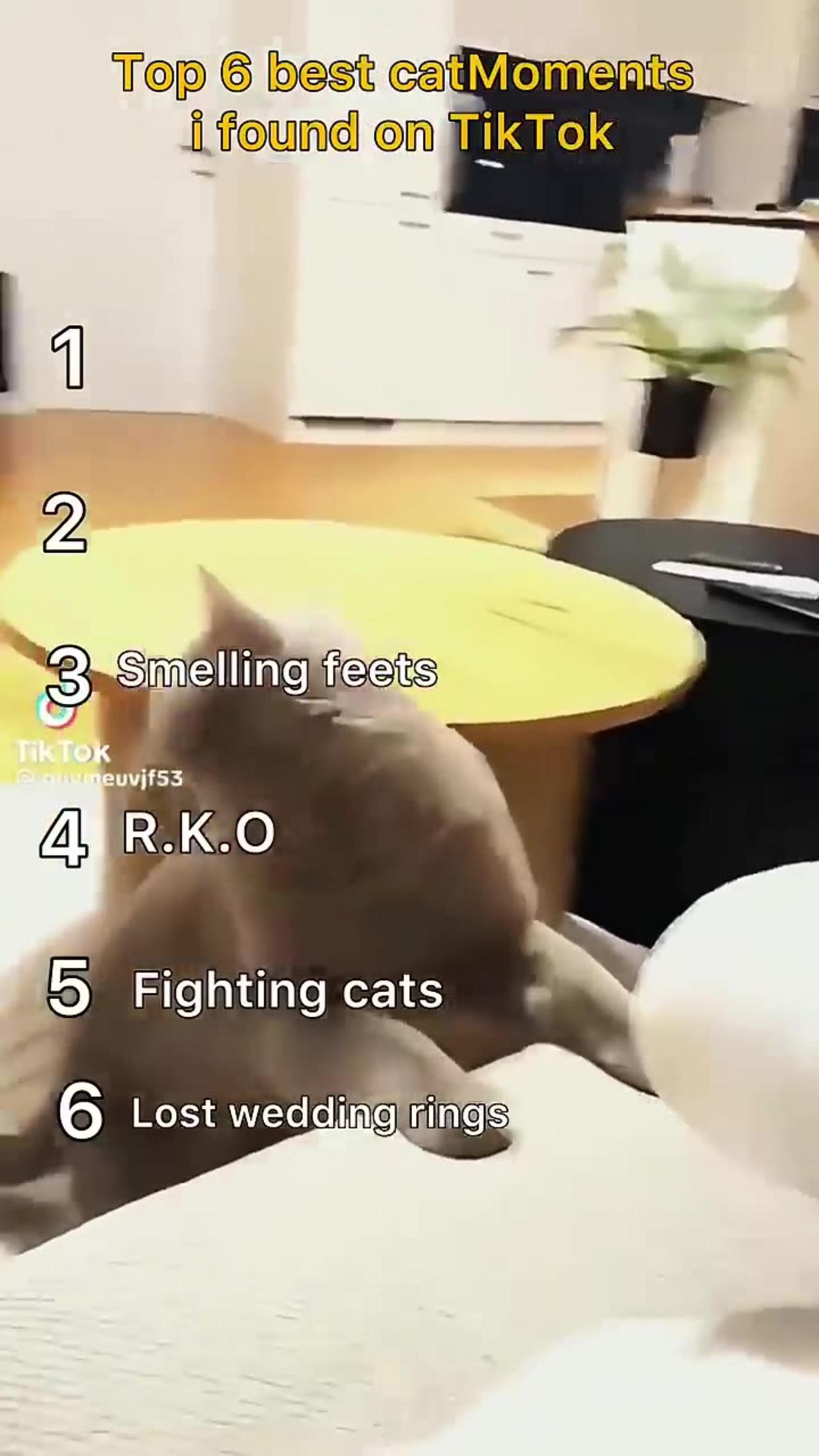 The funniest cat videos on TikTok that I could find
