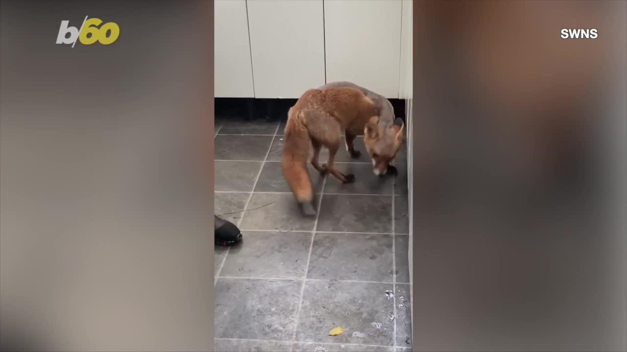 This Surgery Is the First of Its Kind Performed on a Fox