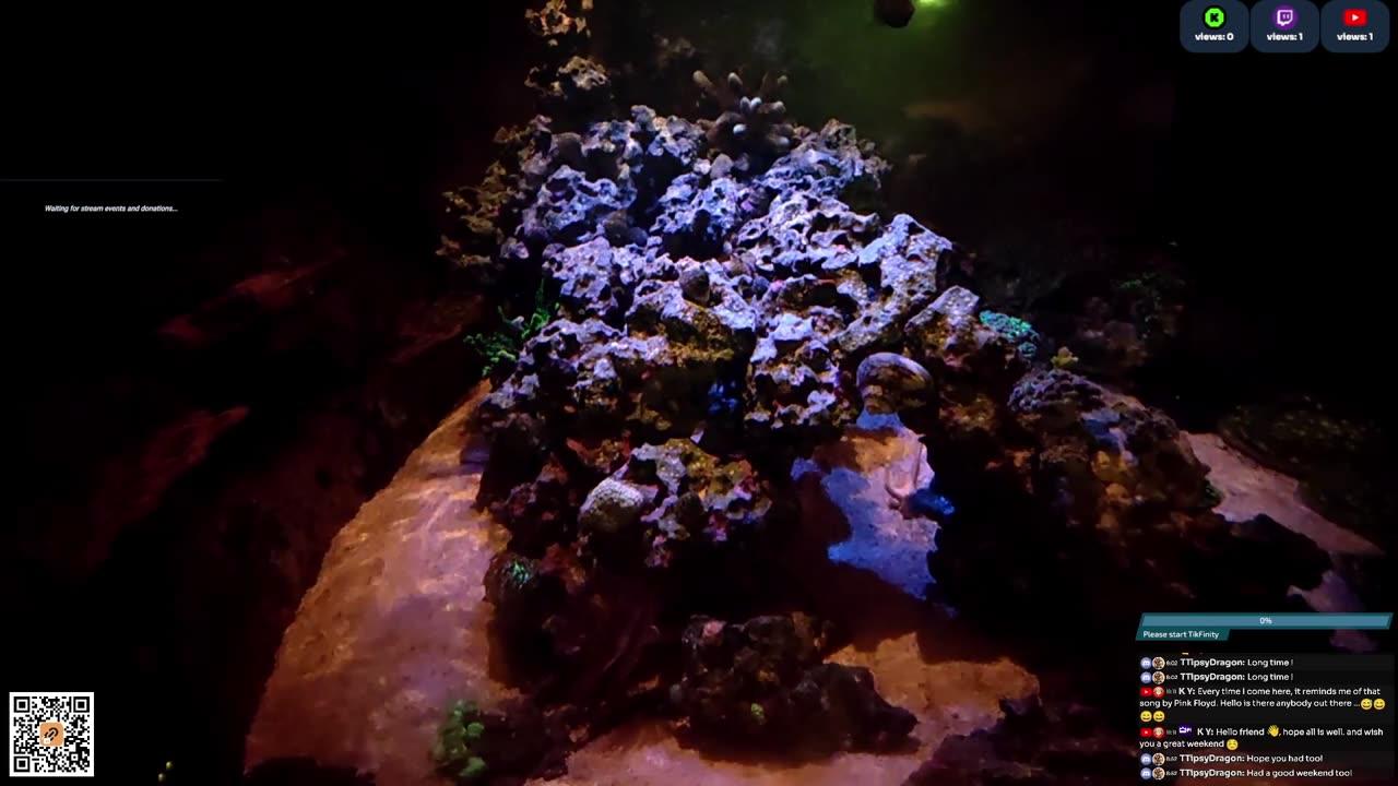 24/7 Real Live Reef Stream