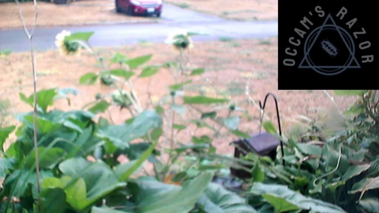 Butch the Sunflower