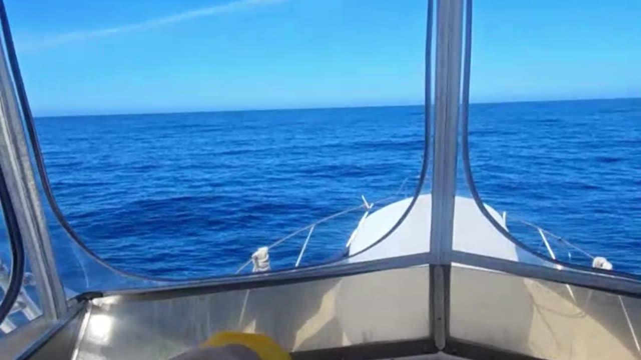 LIVE: Offshore Bluefin Tuna Fishing w/ Capt. Justin Bottrell (8/20/25)