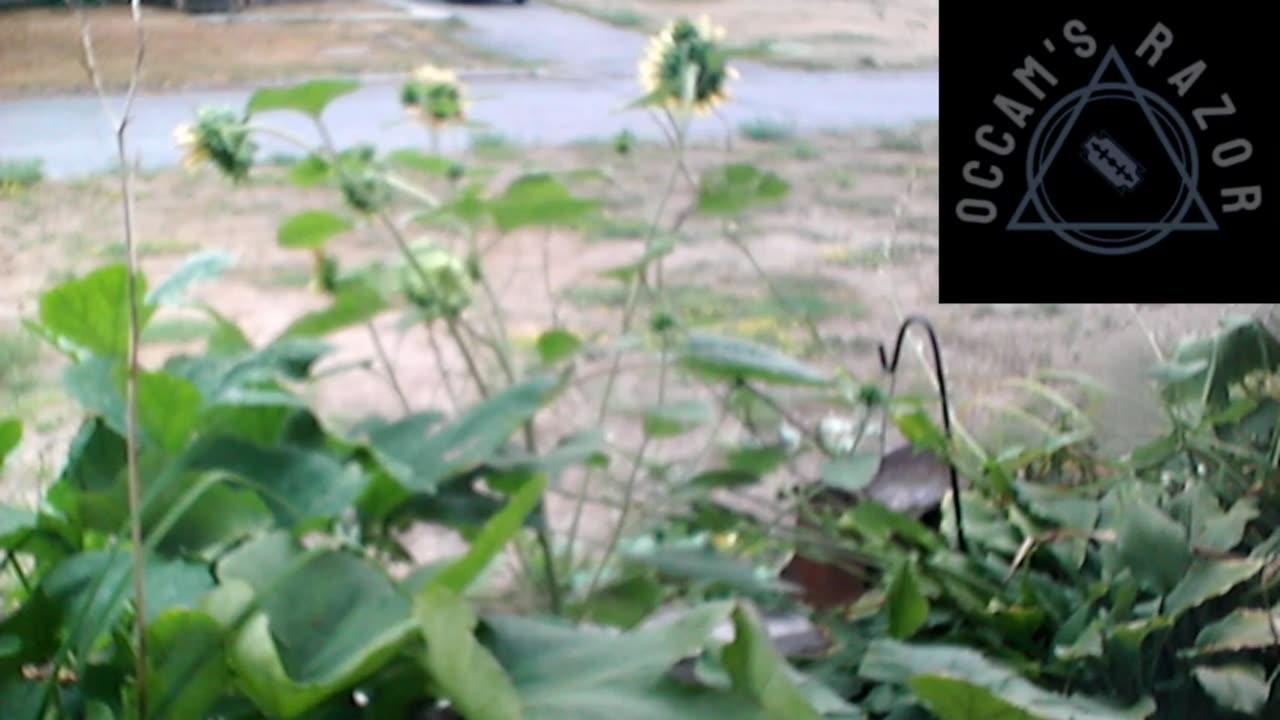 Butch the Sunflower