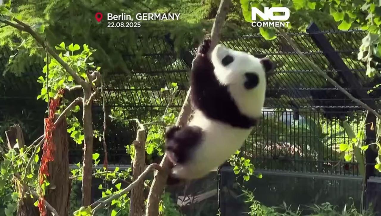 Berlin Zoo panda twins Leni and Lotti celebrate first birthday