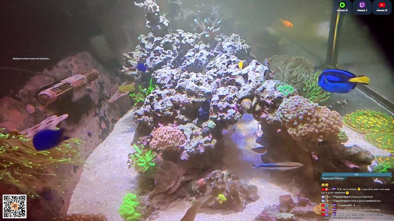24/7 Real Live Reef Stream
