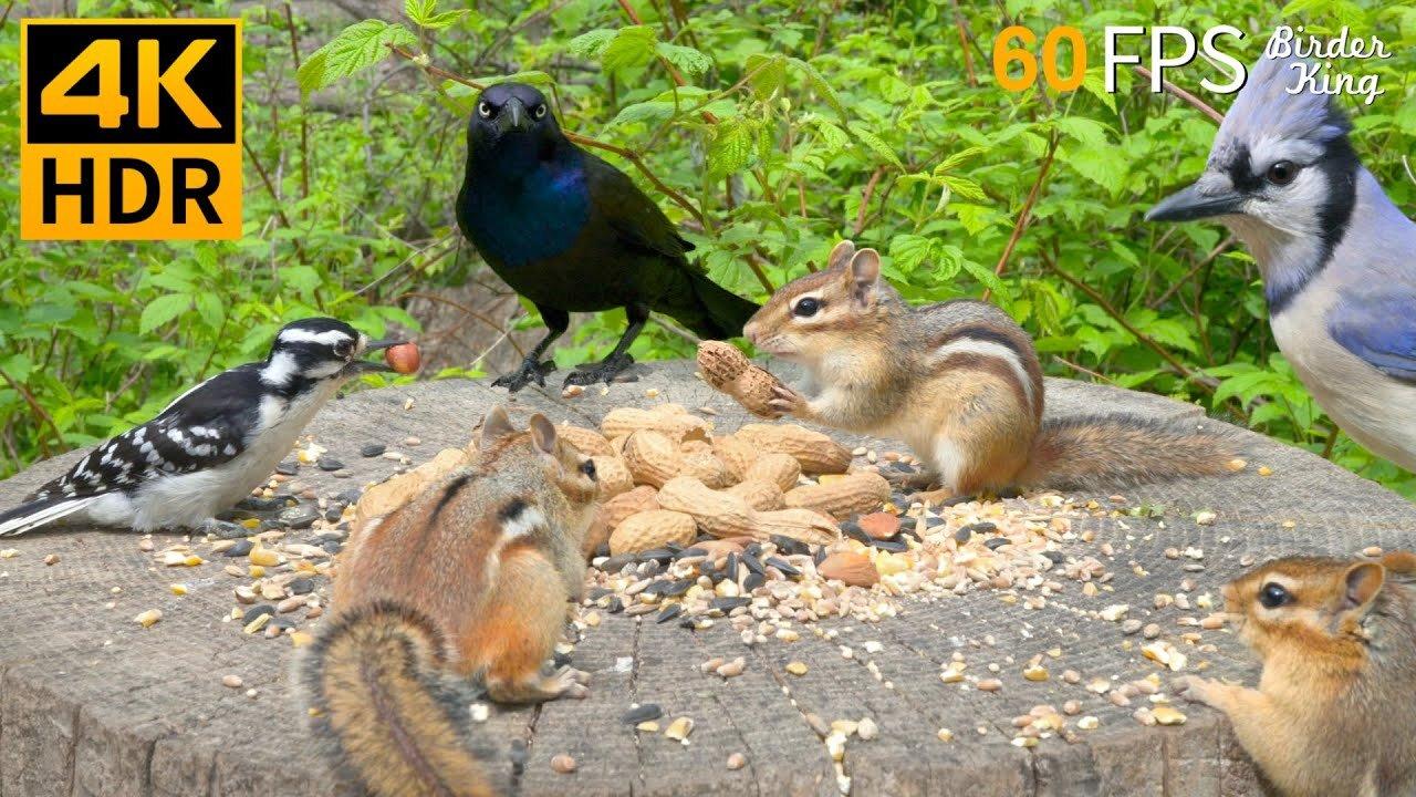 Live : Cat TV for Cats to Watch 😺 Cute Chipmunks, Birds, Squirrels 🐿 Nature Fun 4K HDR