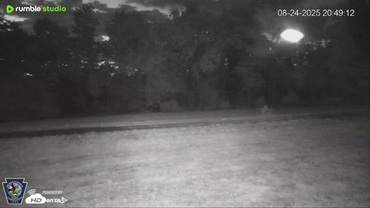 Pennsylvania Elk Live Webcam