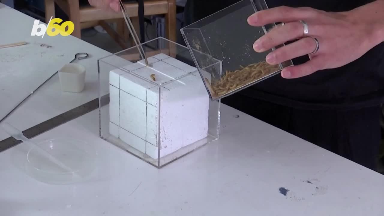 Making Furniture From Worms? Yes, It’s Possible