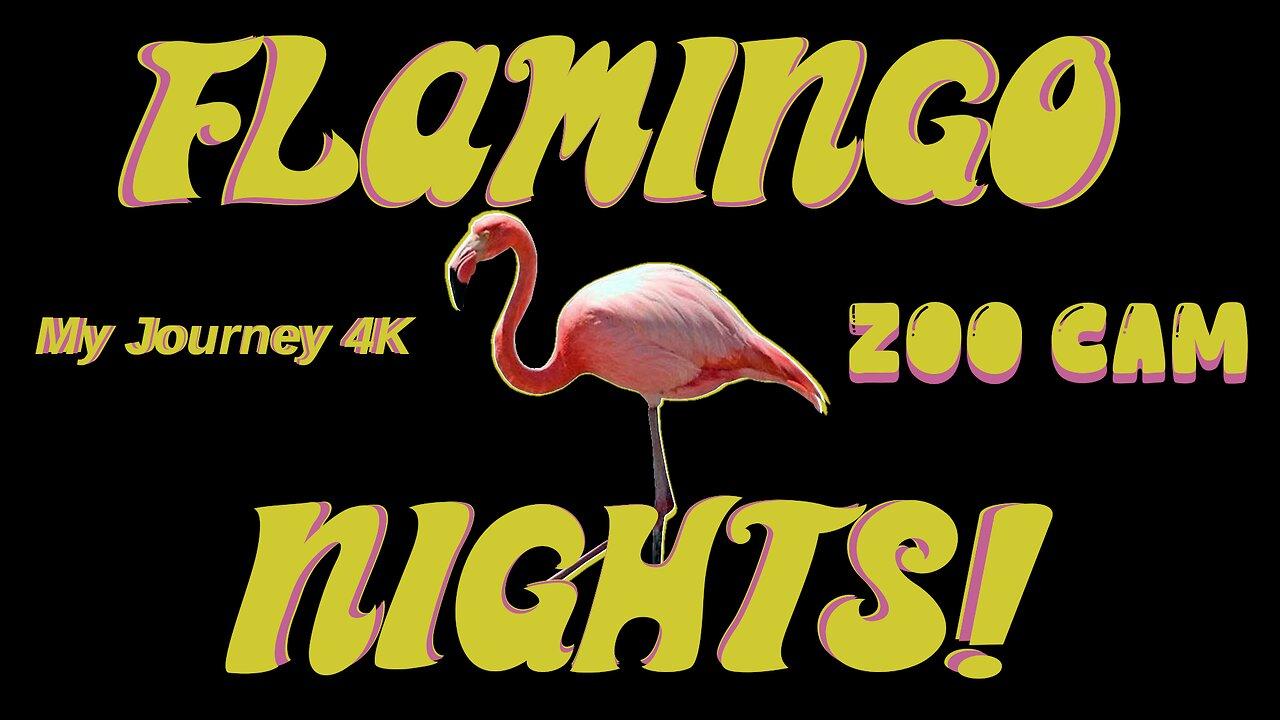 🦩 FLAMINGO NIGHTS ZOO CAM LIVE STREAM RUMBLE EXCLUSIVE 🦩