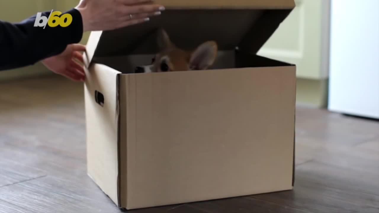 How To Transition Your Pets to a New Home The Right Way