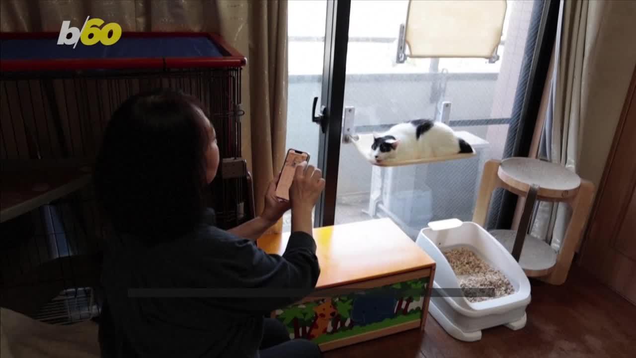 This App Can Actually Detect Pain in Your Cats With Close to 100% Accuracy