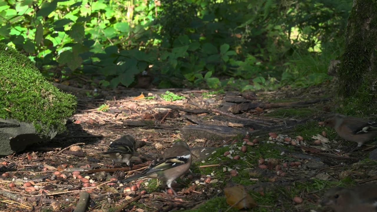 Live : Cat TV for Cats to Watch 😺 Cute Chipmunks, Birds, Squirrels 🐿 Nature Fun 4K HDR