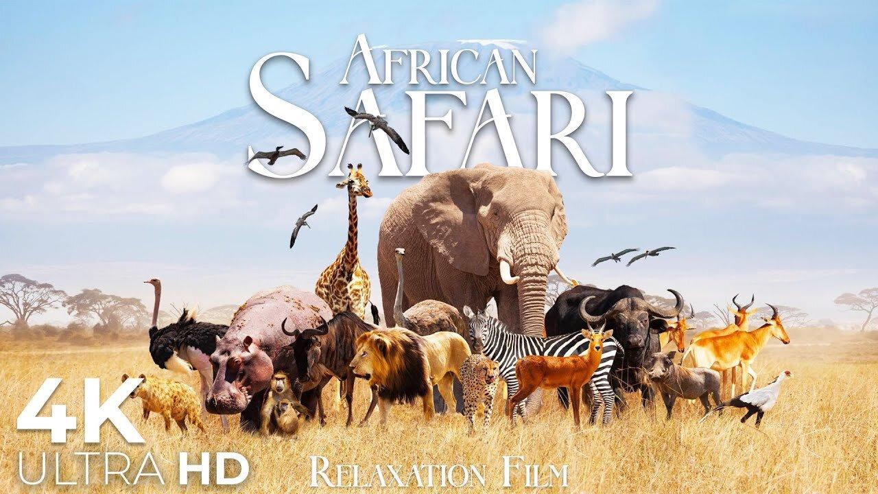 African Safari 4K • Wildlife’s Symphony & Gentle Piano | Relaxation Film