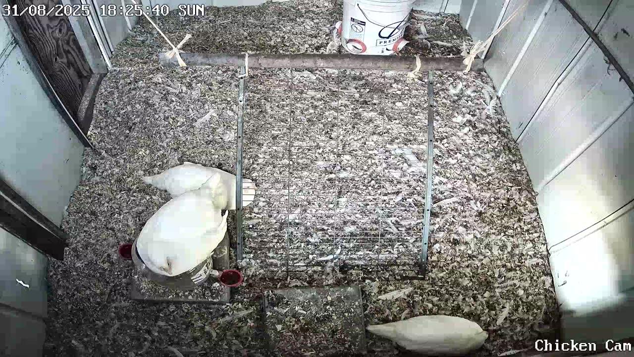 Millar Time Chicken Cam