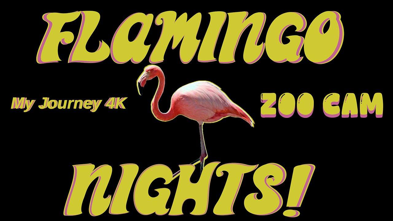 🦩 FLAMINGO NIGHTS ZOO CAM LIVE STREAM RUMBLE EXCLUSIVE 🦩