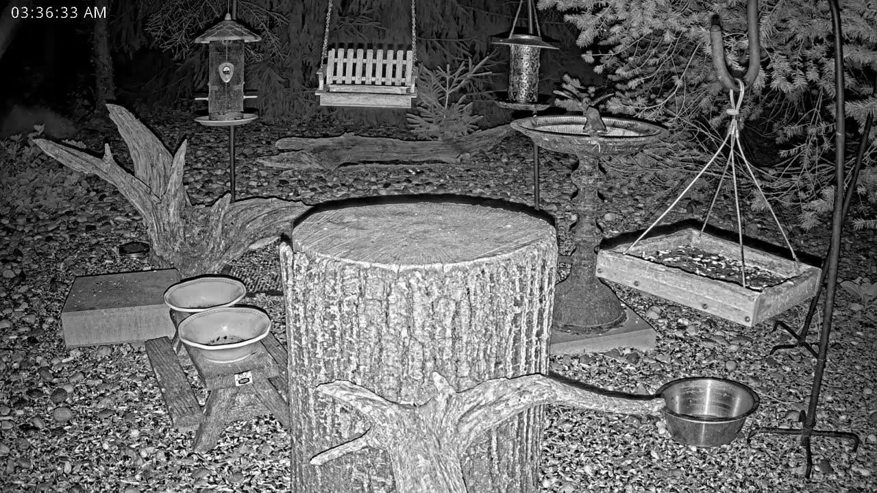 LIVE 24/7 Indiana Birds, Squirrels and Wildlife Feeder Cam