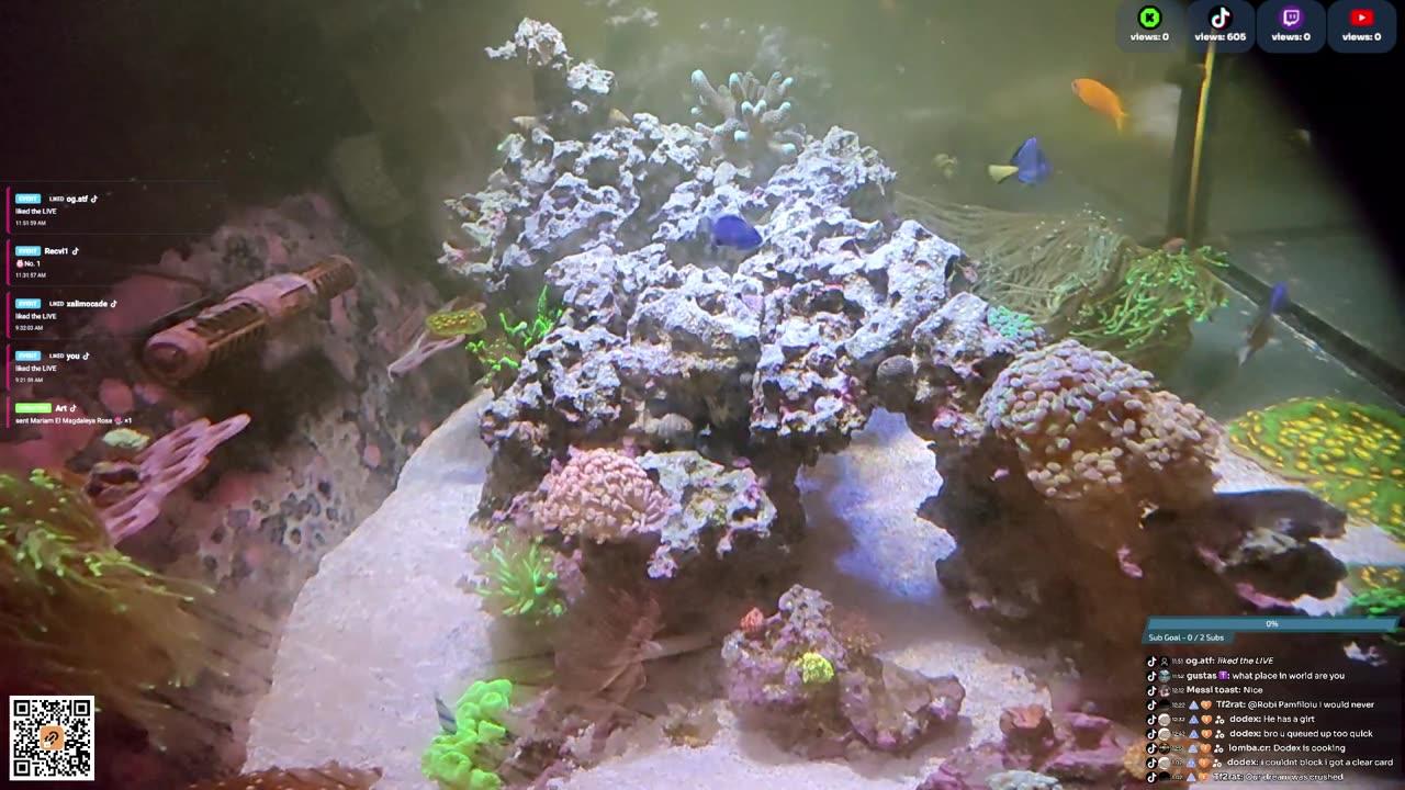 24/7 Real Live Reef Stream
